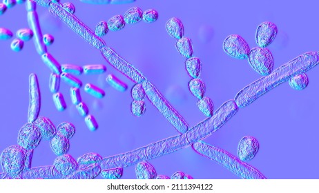 Microscopic fungi Trichosporon, 3D illustration shows septate hyphae, pseudohyphae, blastoconidia singly or in short chains, arthroconidia. Cause white piedra, superficial and invasive infections