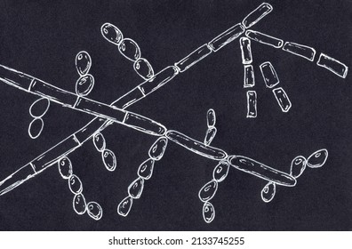 Microscopic fungi Trichosporon, hand drawn illustration shows septate hyphae, pseudohyphae, blastoconidia singly or in short chains, arthroconidia. Cause white piedra, superficial, invasive infections
