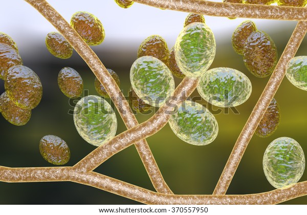 Microscopic Illustration Fungi Trichophyton Rubrum Which Illustration