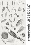 Microscopic Objects from our own original edition of A History of the Earth and Animated Nature (1820) by Oliver Goldsmith (1730-1774). Vintage Microscopic Objects art illustration.