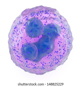 Microscopic view of a basophil granulocyte, component of the white blood cells or leukocytes of the immune system having cytoplasmic granules, showing the lobed nucleus
