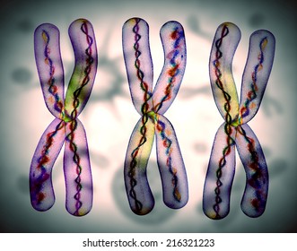 Microscopic View Of Chromosome X