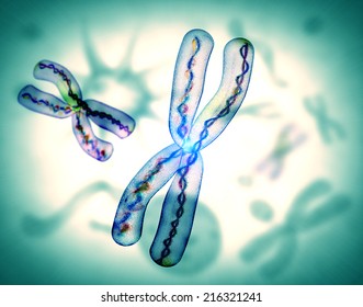 Microscopic View Of Chromosome X