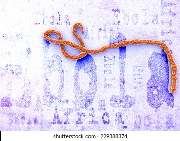 Microscopic view of ebola virus