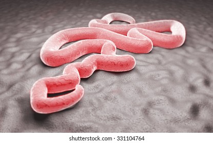 Microscopic view of the Ebola virus