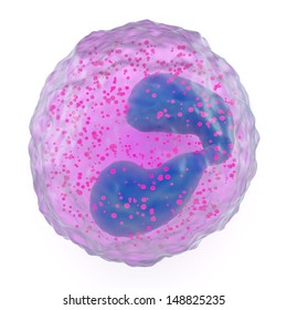 Microscopic view of eosinophil granulocyte, component of the white blood cells or leukocytes of the immune system having cytoplasmic granules, showing the lobed nucleus