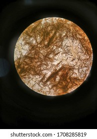 Microscopic view of a slide using Light Microscope. 