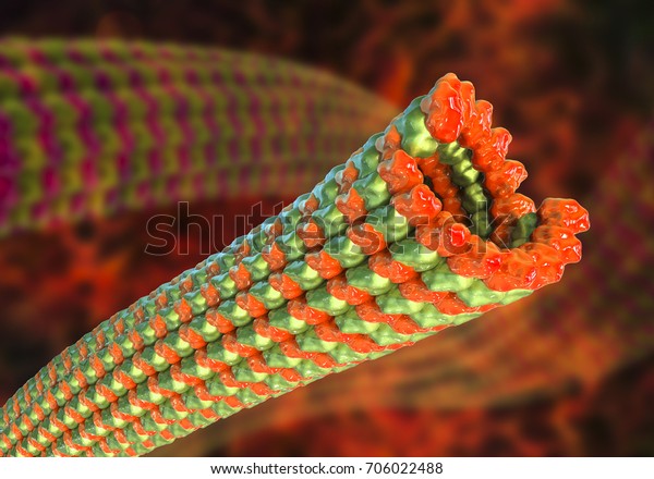 Microtubule 3d Illustration Polymer Composed Protein Stock Illustration 706022488 Shutterstock