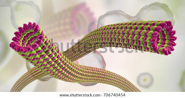 Microtubule 3d Illustration Polymer Composed Protein Stock Illustration 706740454 Shutterstock