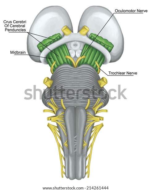 Midbrain Cerebral Penduncles Brainstem Brain Stem Stock Illustration ...