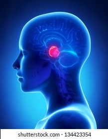 Midbrain - Female Brain Anatomy Lateral View