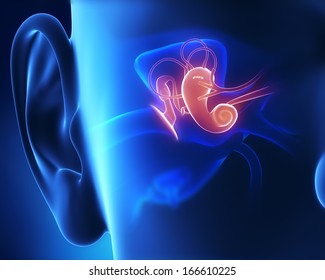 Middle ear anatomy