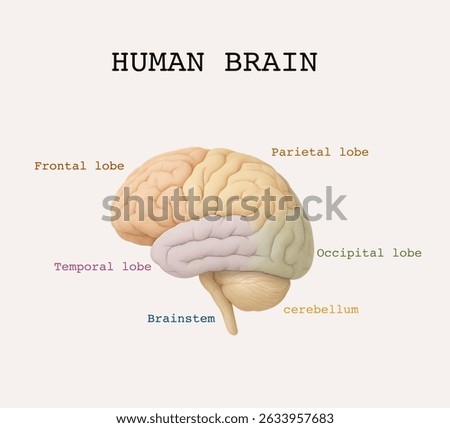 Midsagittal Section of  the Internal Human Brain anatomy. H.sapiens genes brain. Labeled Anatomical Section of the Human Brain with Region Names. Detailed Brain Anatomy Diagram.