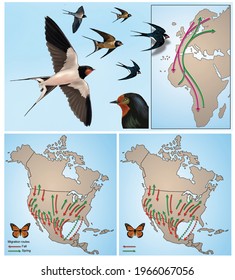 Migrations In Animal Life. Maps Of The Migration Way Of Swallows Between The European Continent And Africa, And Of Monarch Butterflies Throughout North America.