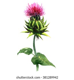 Milk Thistle, Silybum Marianum, Medical Plants Isolated, Watercolor Illustration