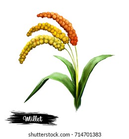 Millet Plant Isolated On White Background 스톡 일러스트 714701383 | Shutterstock