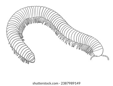 Millipede for colouring, in black and white (Diplopoda)