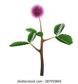 Mimosa Pudica