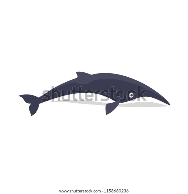 Minke whale icon. Flat illustration of minke
whale icon for web isolated on
white