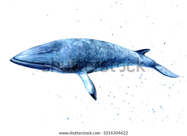 Minke Whale Watercolor Handdraw Illustration Stock Illustration