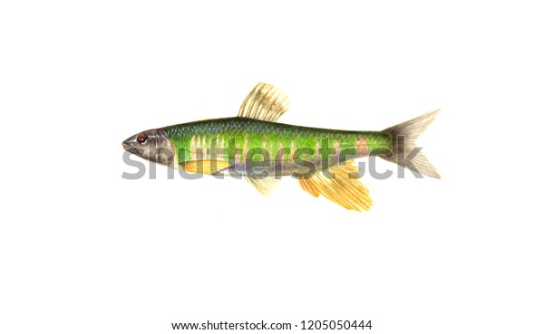 small european freshwater fish