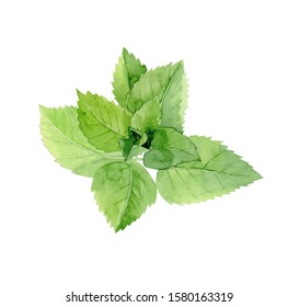 Mint Leaves. Green Herb Plant. Detail For A Restaurant Menu. Watercolour Illustration Isolated On White Background.