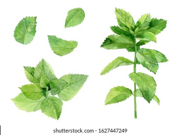 Mint Leaves. Herbal Plant Set. Watercolour Illustration Isolated On White Background. 