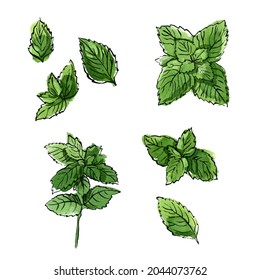 Mint Leaves Herbs Drawing Watercolor Ink Stock Illustration 2044073762