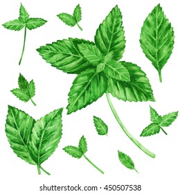 Mint leaves. Isolated on white background set. Watercolor. Hand painting on paper 