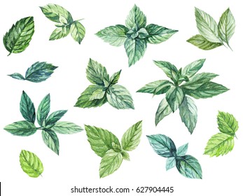 Mint leaves watercolor illustration set