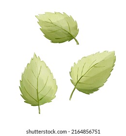 Mint Leaves Watercolour Elements Isolated On White Background