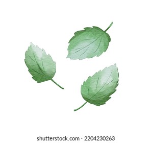 Mint Leaves Watercolour Food Illustration Isolated On White Background