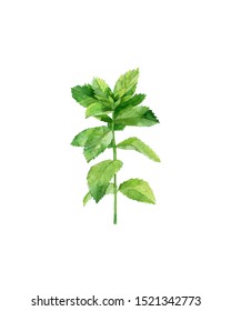 Mint Stem. Botanical Illustration. Green Herb Plant. Watercolour Illustration Isolated On White Background.