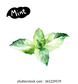 Mint watercolor illustration. Kitchen herbs watercolor isolated on white background.