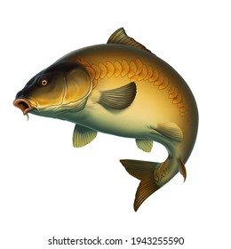 Mirror carp fish (koi) realism isolate illustration. Fishing for big Common Carp, feeder fishing, carp fishing.