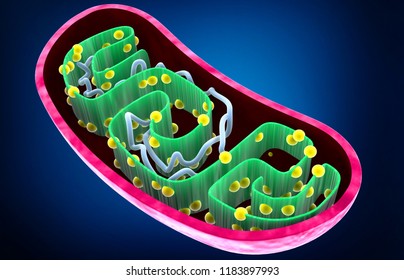 Mitochondria. 3d Render		