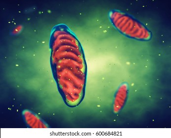 Mitochondria , Cell energy and Cellular respiration , 3d illustration