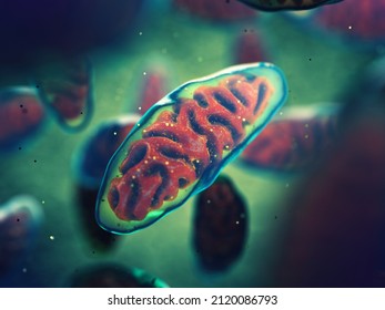 Mitochondria are cellular organelles found in most eukaryotic organisms, 3d illustration. Adenosine triphosphate (ATP) is generated in mitochondria and is a source of  chemical energy