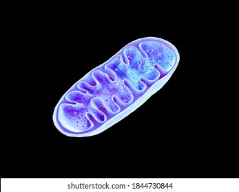 Mitochondria, cellular organelles, produce energy, Cell energy and Cellular respiration, DNA , 3D rendering