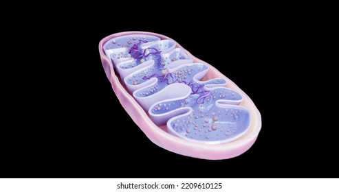 Mitochondria Cellular Organelles Produce Energy Cell Stock Illustration ...