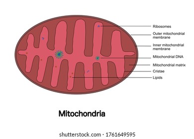 Mitochondria Eukaryotic Cell Stock Illustration 1761649595 | Shutterstock