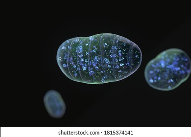 Mitochondria Floating On Black Background. 3d Render