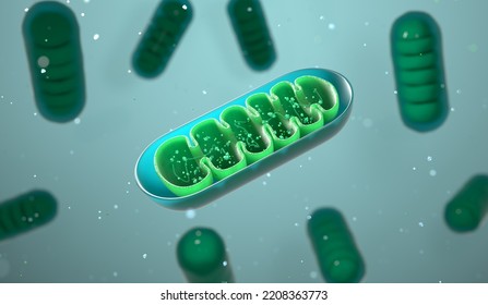 Mitochondria, Group Of Cellular Organelles Producing Energy, 3d Rendering