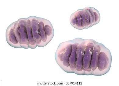 Mitochondria isolated on white background, cellular ogranelles which produce energy, 3D illustration