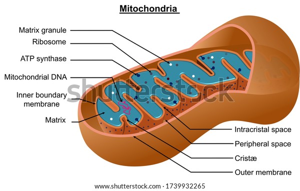 Mitochondria are membrane-bound\
cell organelles (mitochondrion, singular) that generate most of the\
chemical energy needed to power the cell\'s biochemical reactions\
3D
