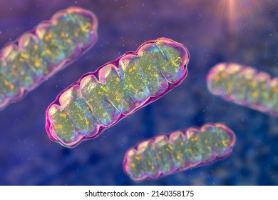 Mitochondria, A Membrane-enclosed Cellular Organelles Producing Energy, 3D Illustration