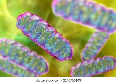 Mitochondria, A Membrane-enclosed Cellular Organelles Producing Energy, 3D Illustration