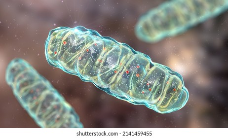 Mitochondria, A Membrane-enclosed Cellular Organelles Producing Energy, 3D Illustration