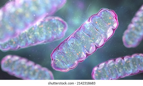 Mitochondria, A Membrane-enclosed Cellular Organelles Producing Energy, 3D Illustration