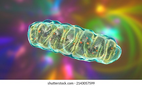 Mitochondria, A Membrane-enclosed Cellular Organelles Producing Energy, 3D Illustration